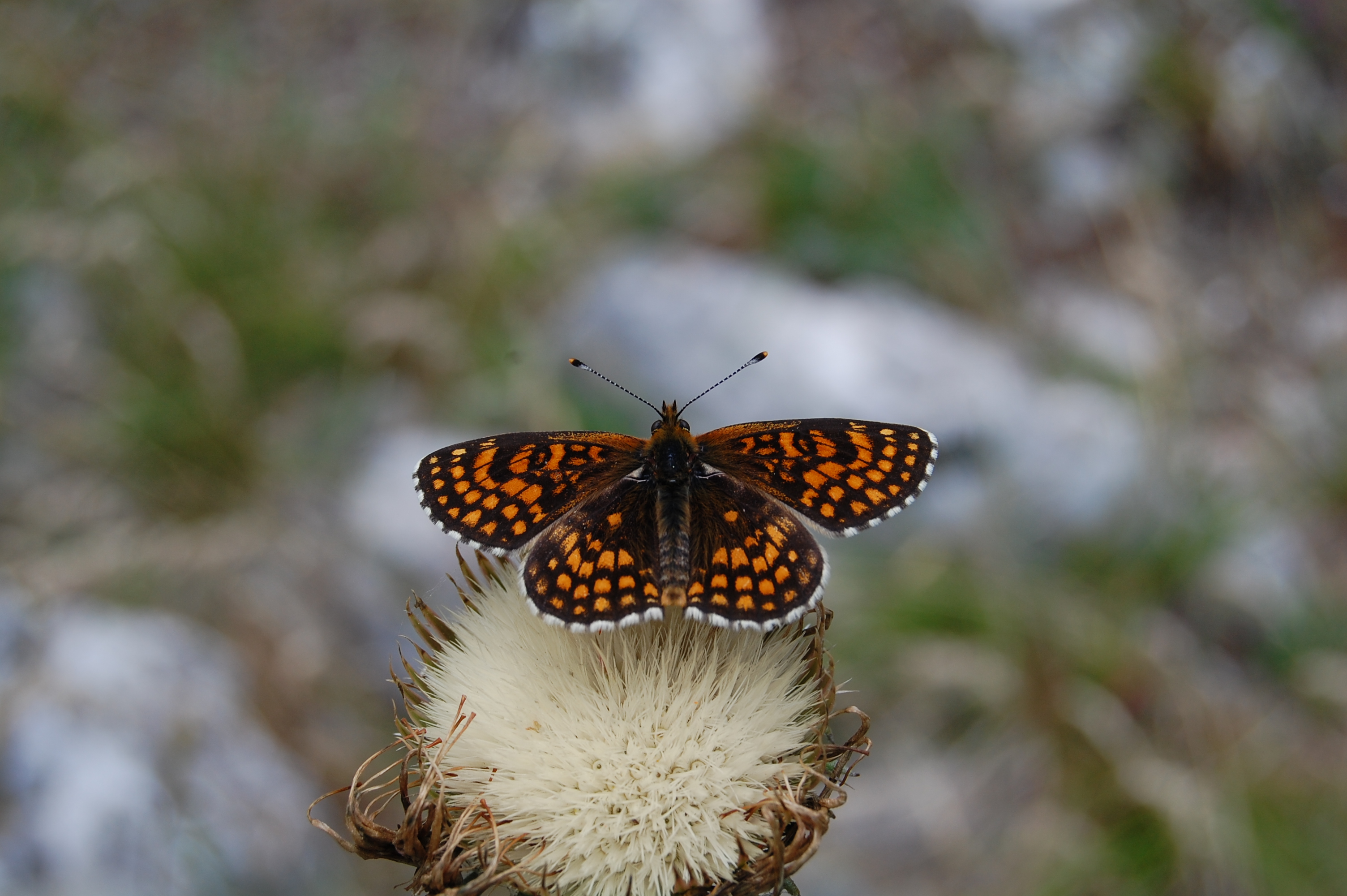 Amannisa - Melitaea athalia