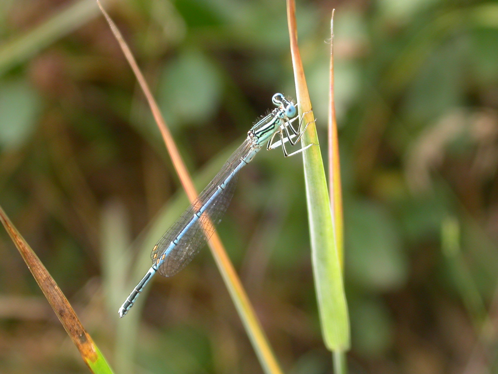 Yusufcuk - Anisoptera