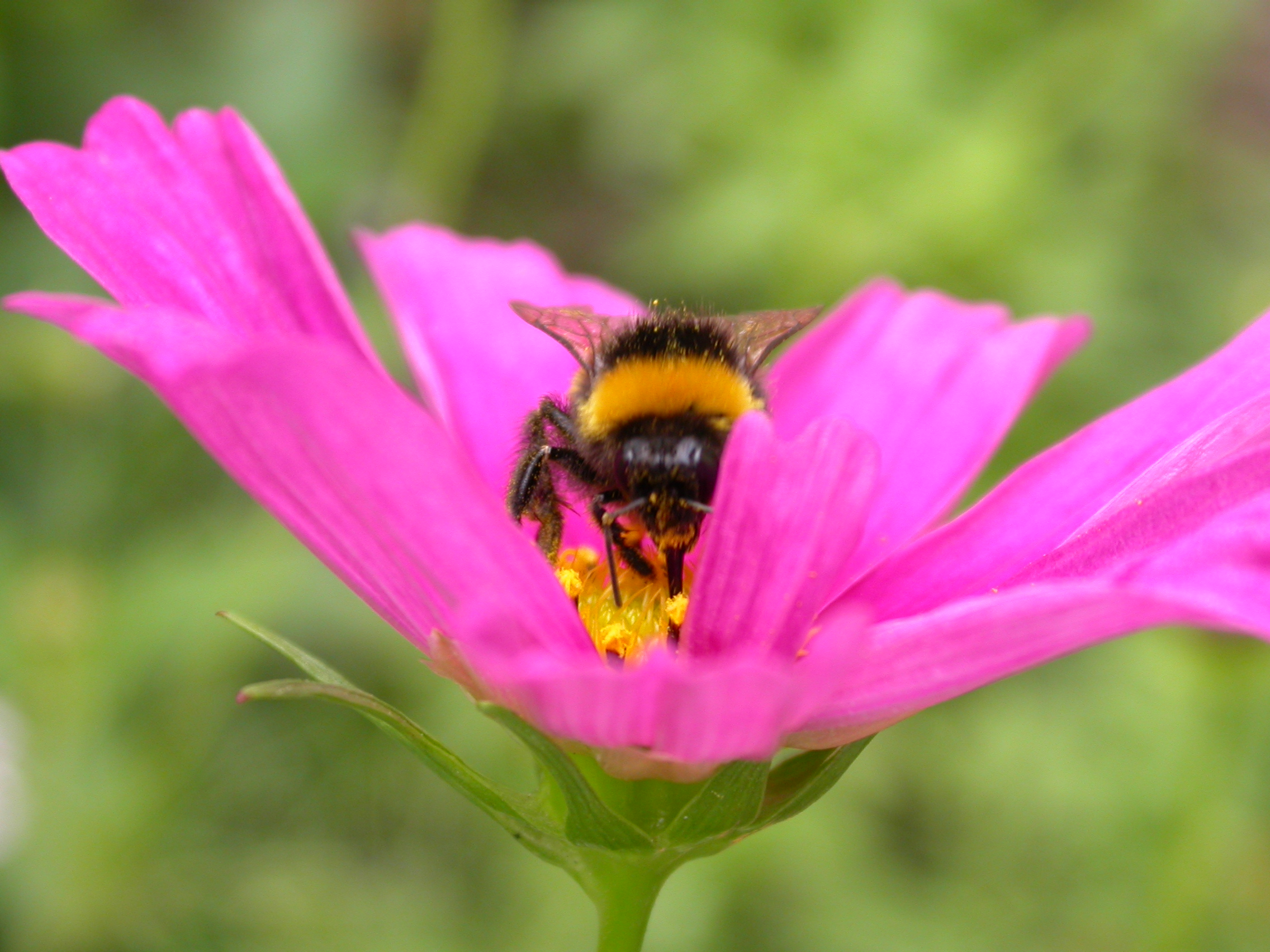 Yabanarısı - Bombus