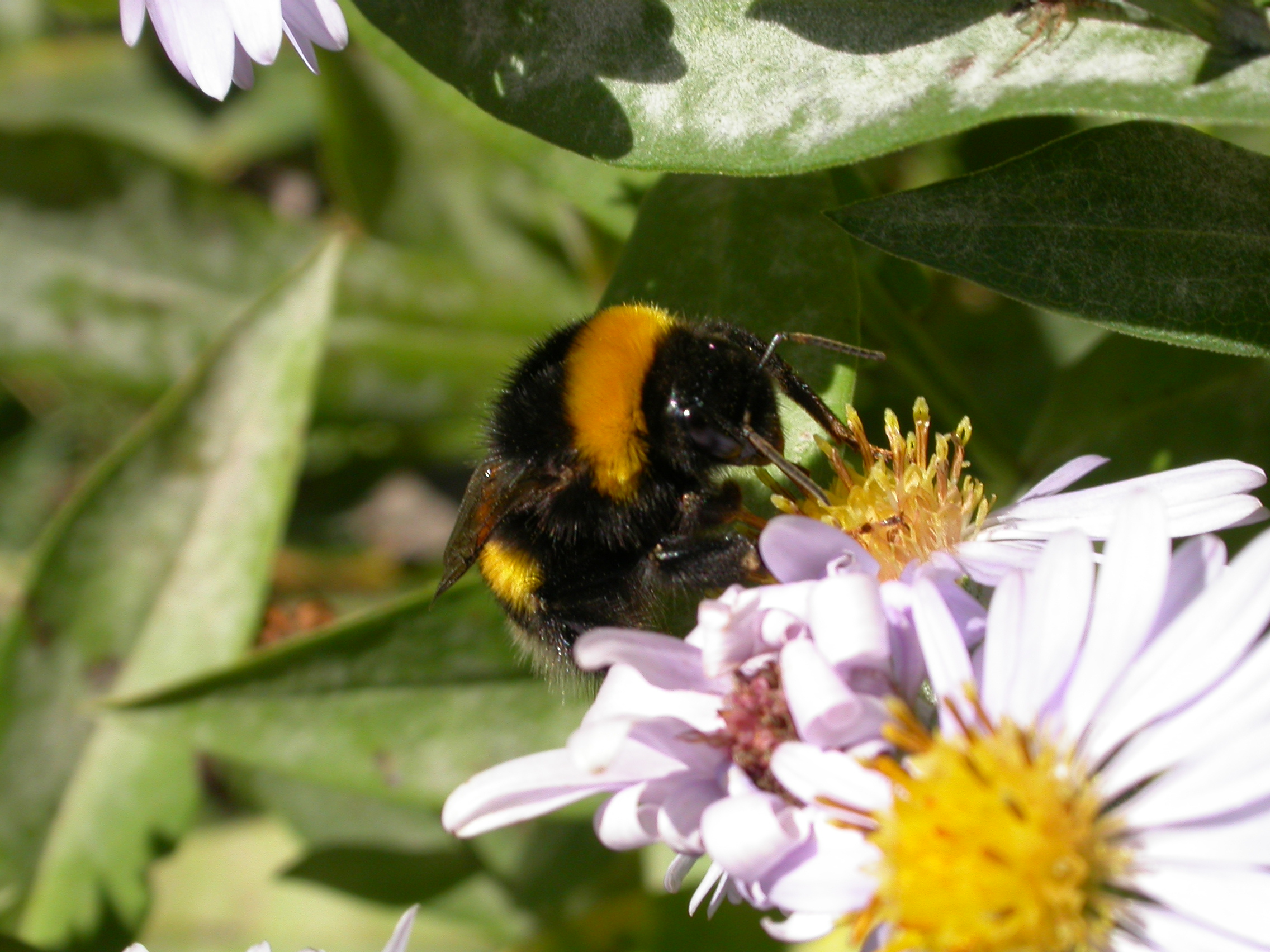 Yabanarısı - Bombus