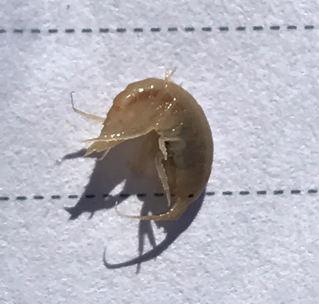Nehir Tırnağı - Gammarus sp.