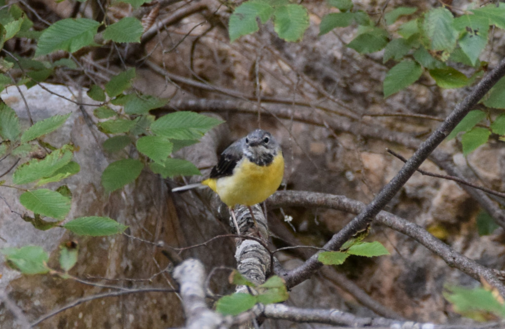 Dağ kuyruksallayanı - Motacilla cinerea
