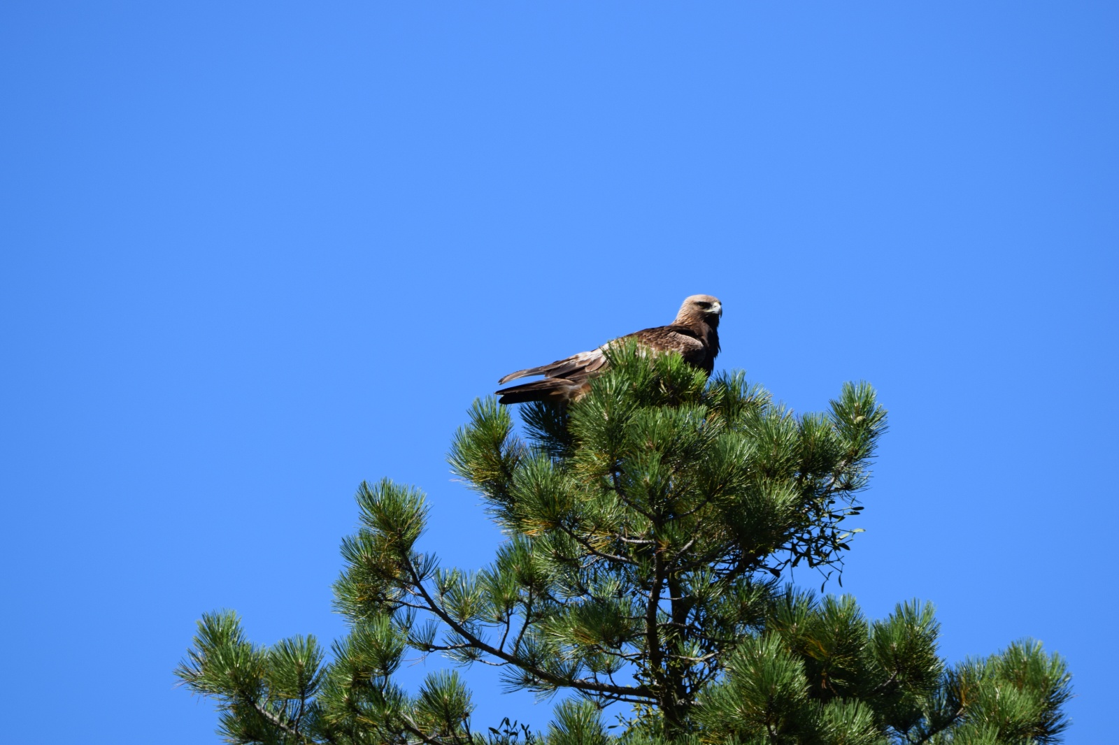 Küçük orman kartalı - Clanga pomarina
