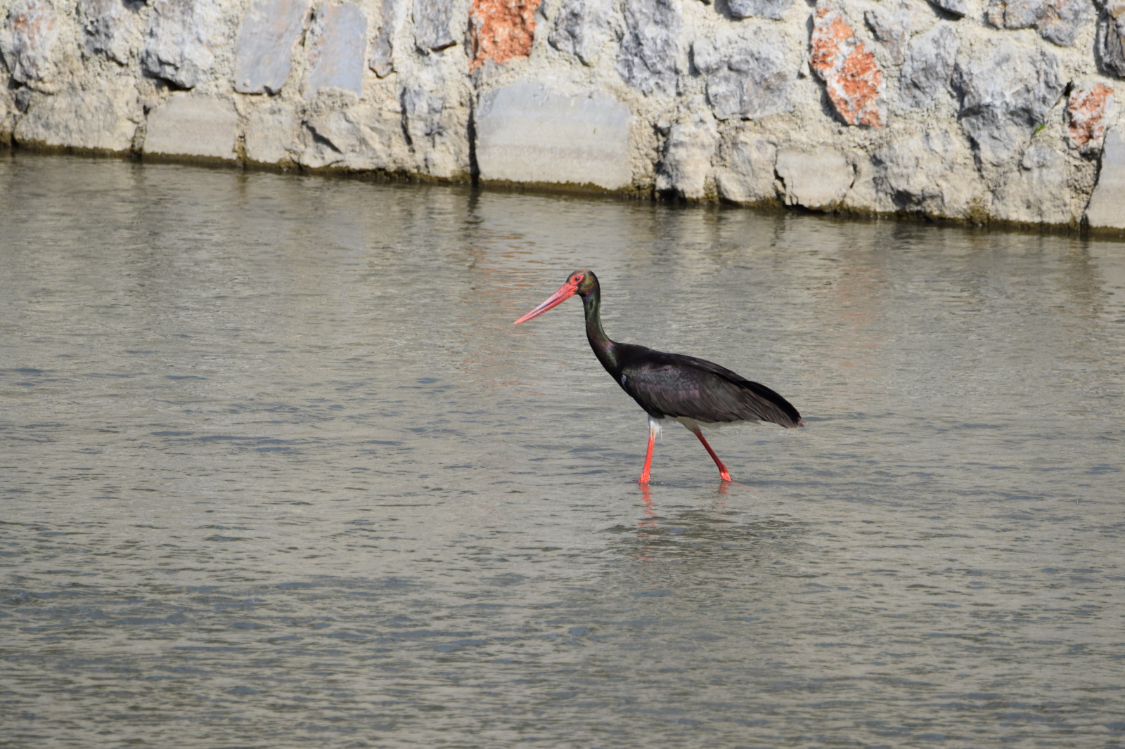 Kara leylek - Ciconia nigra