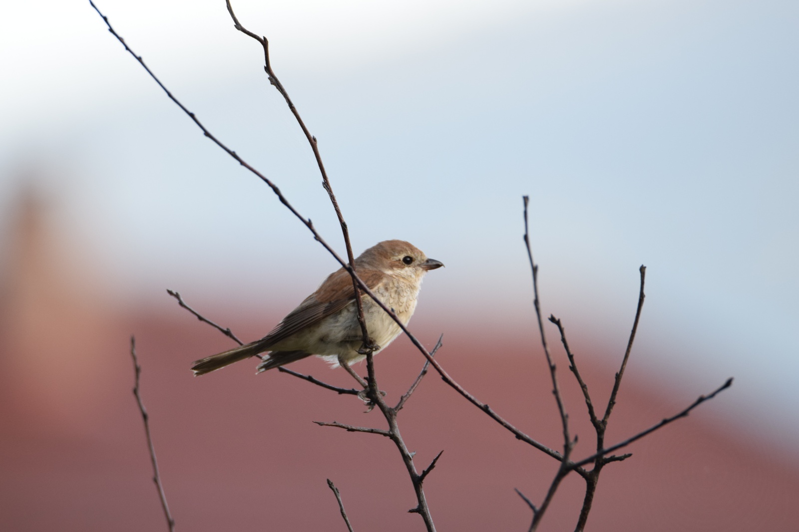 Kızılsırtlı örümcekkuşu - Lanius collurio
