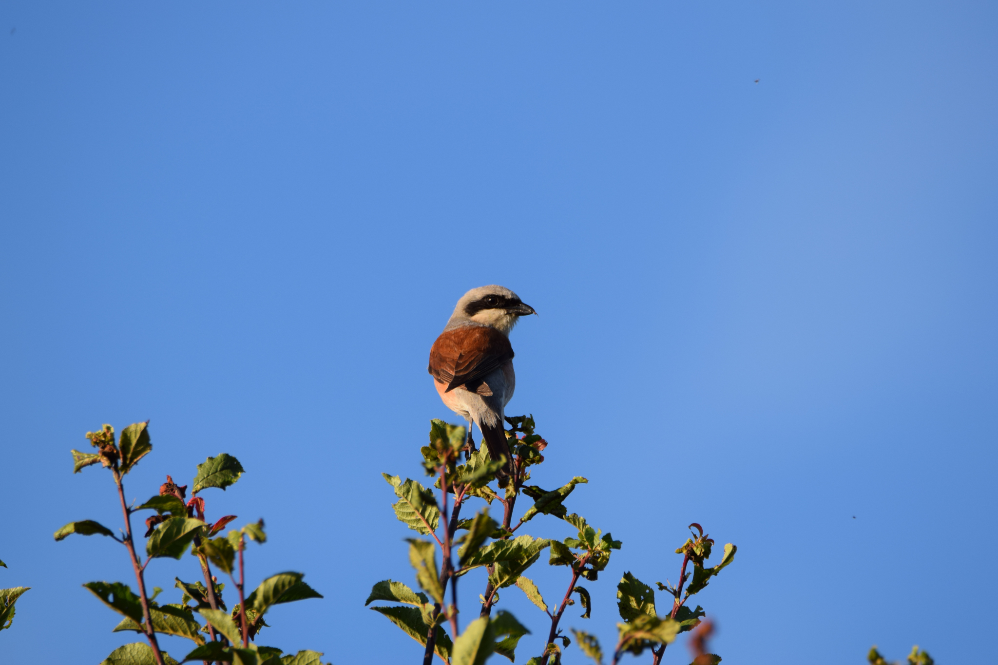 Kızılsırtlı Örümcekkuşu - Lanius collurio
