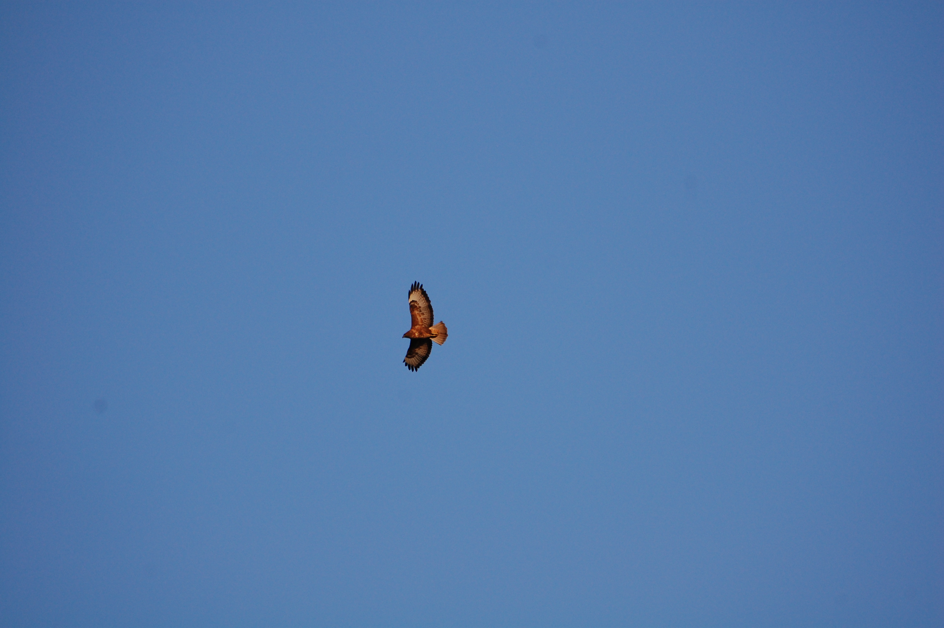 Şahin - Buteo buteo