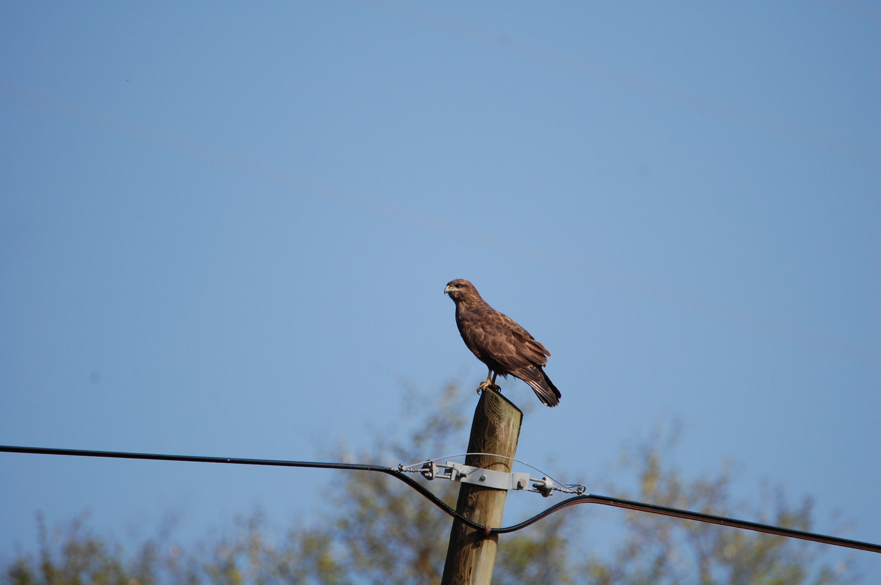 Şahin - Buteo buteo