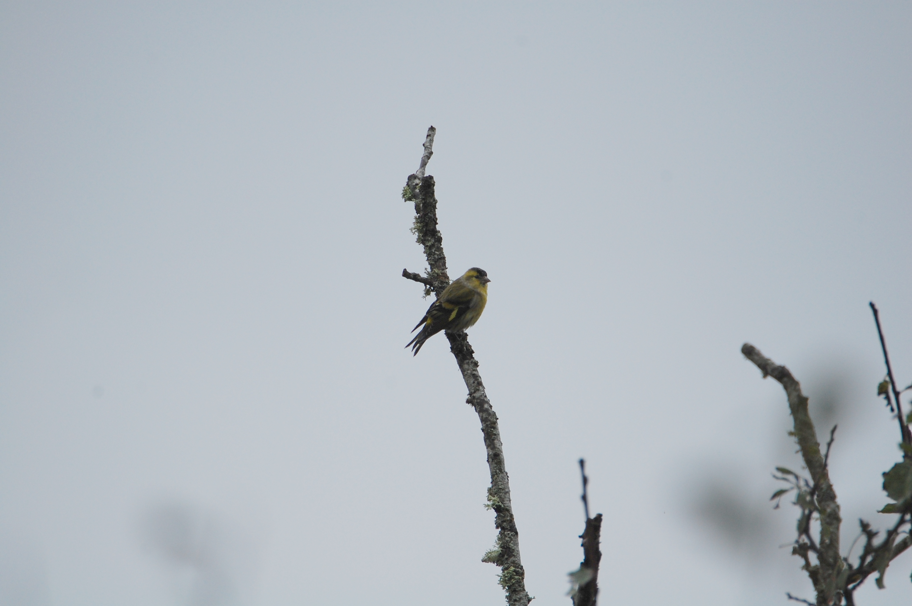 Karabaşlı İskete - Spinus spinus