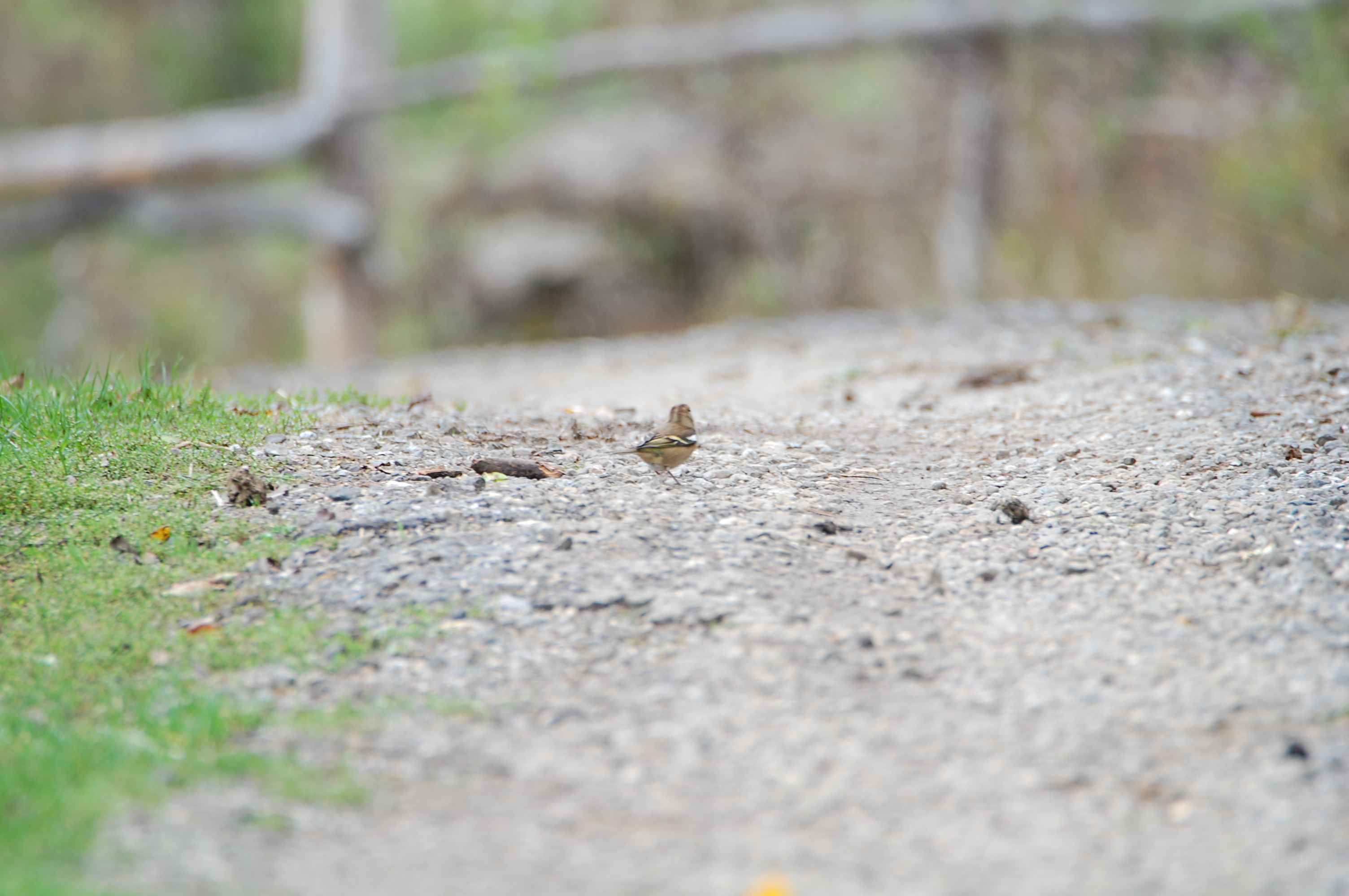 İspinoz - Fringilla coelebs