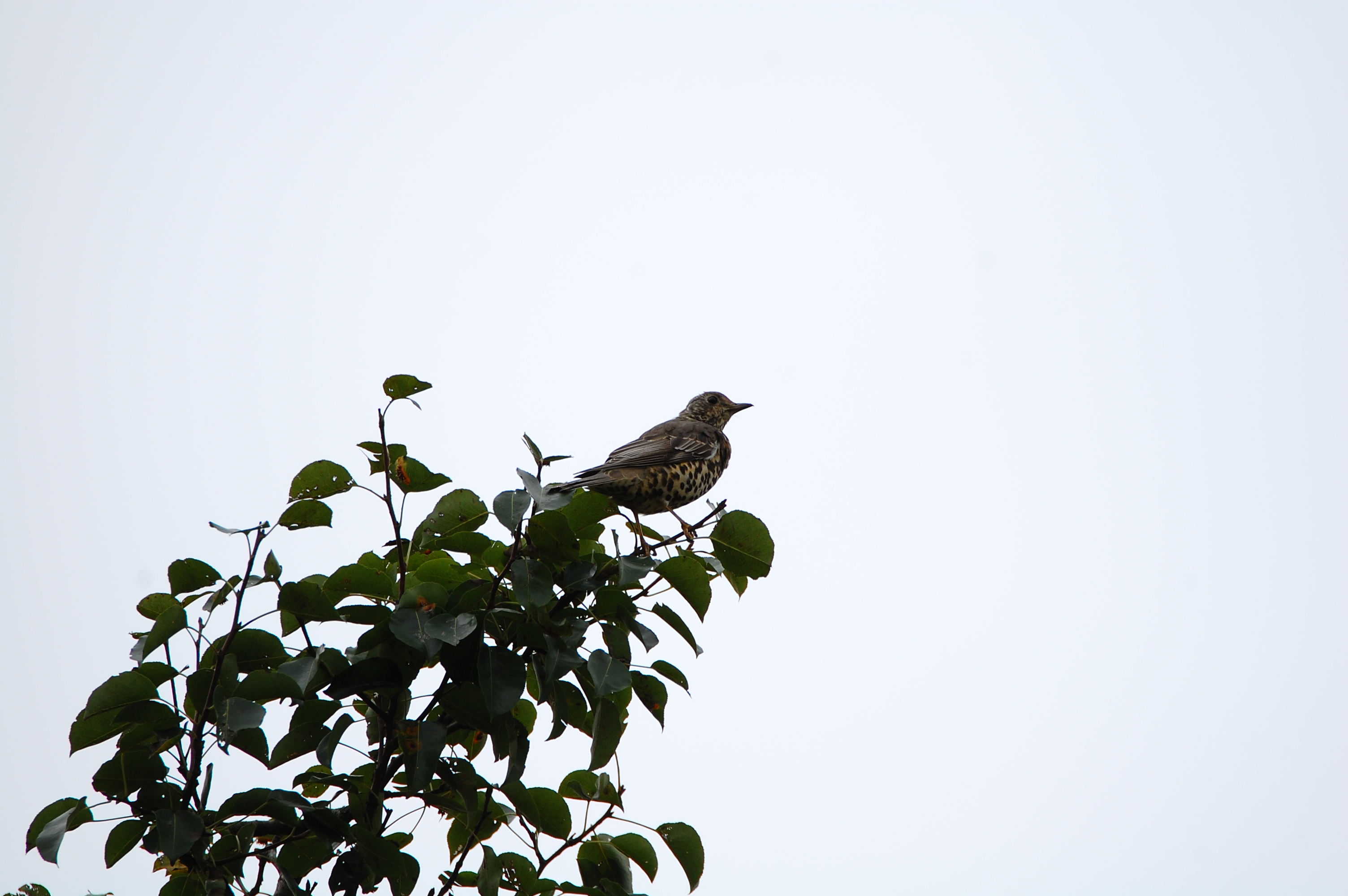Ökse Ardıcı - Turdus viscivorus