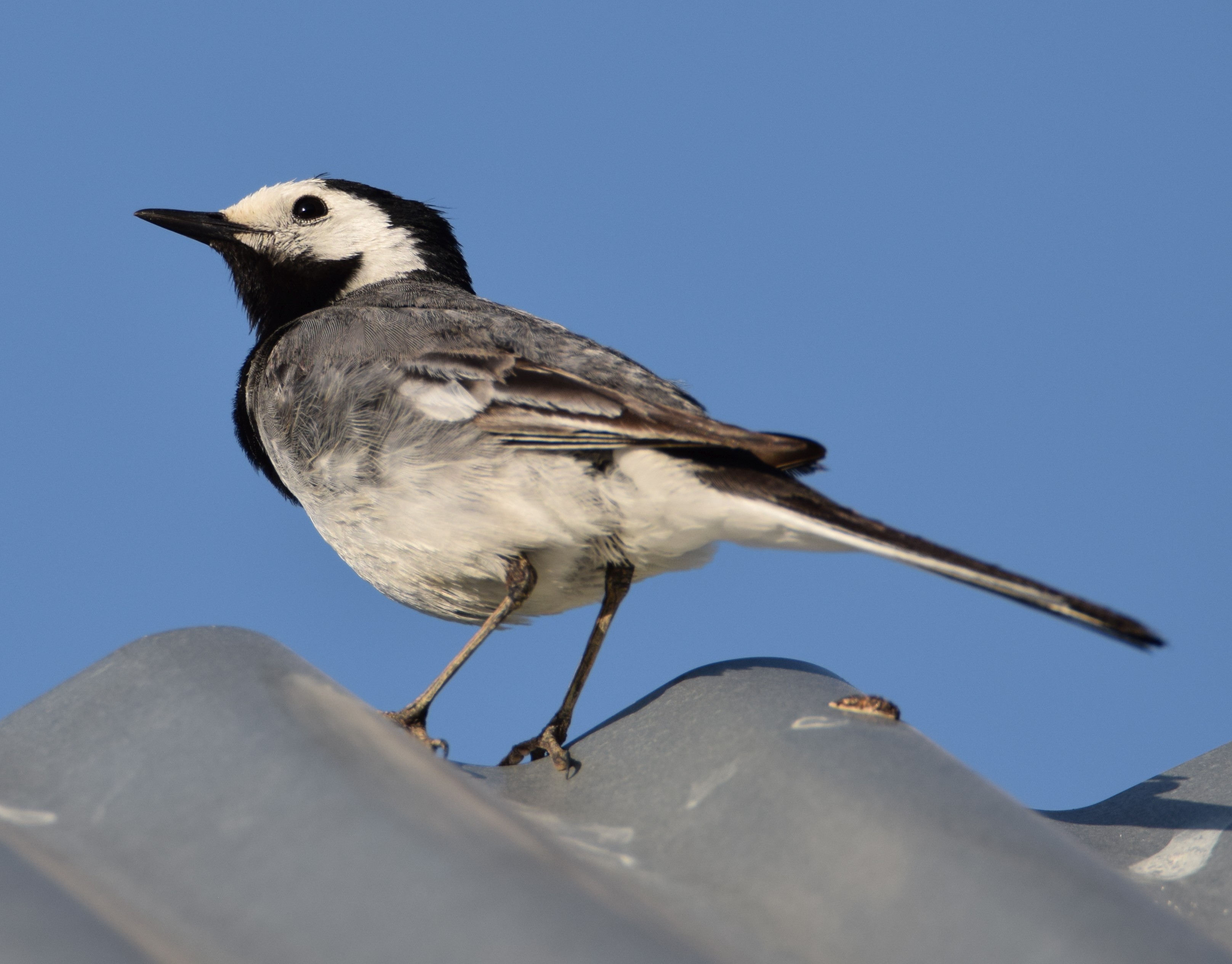 Akkuyruksallayan - Motacilla alba