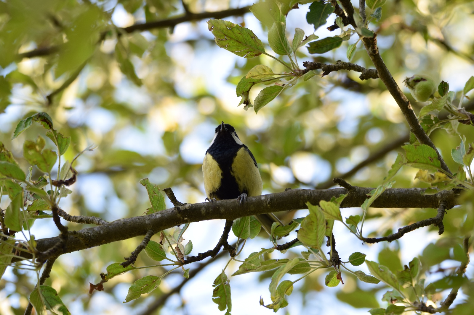 Büyük baştankara - Parus major