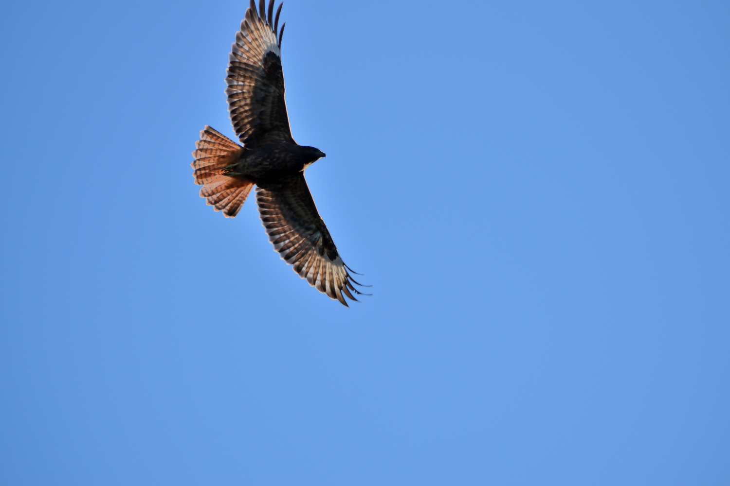 Kızıl Şahin - Buteo rufinus