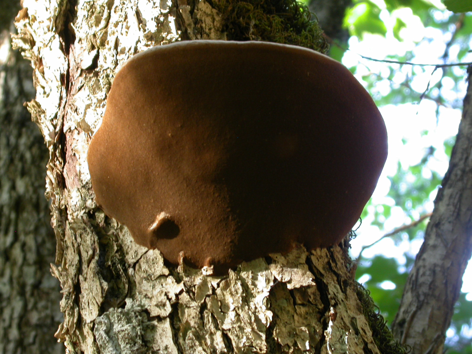 Kav Mantarı - Fomes fomentarius