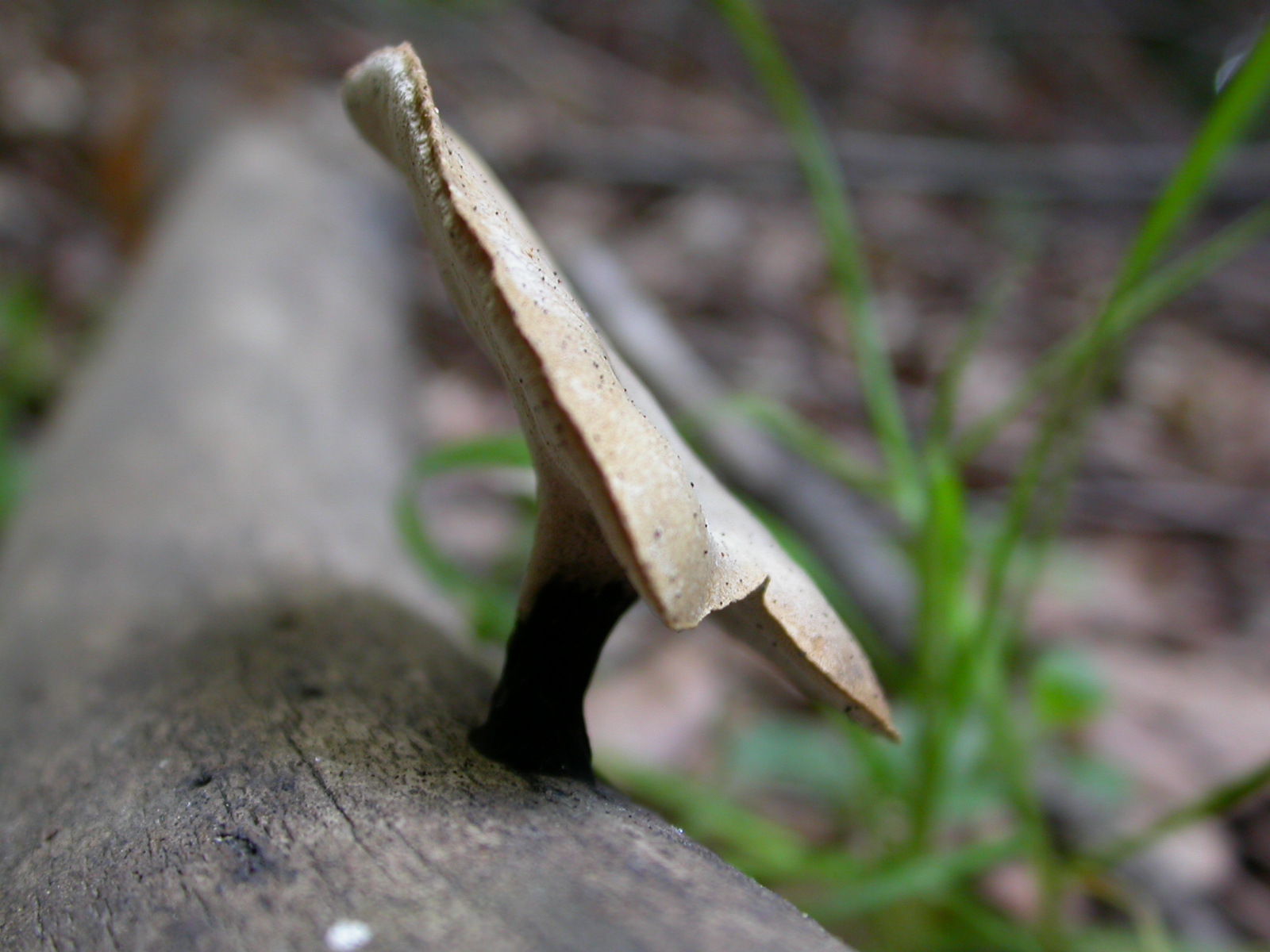 Siyah Ayaklı Mantar - Polyporus leptocephalus