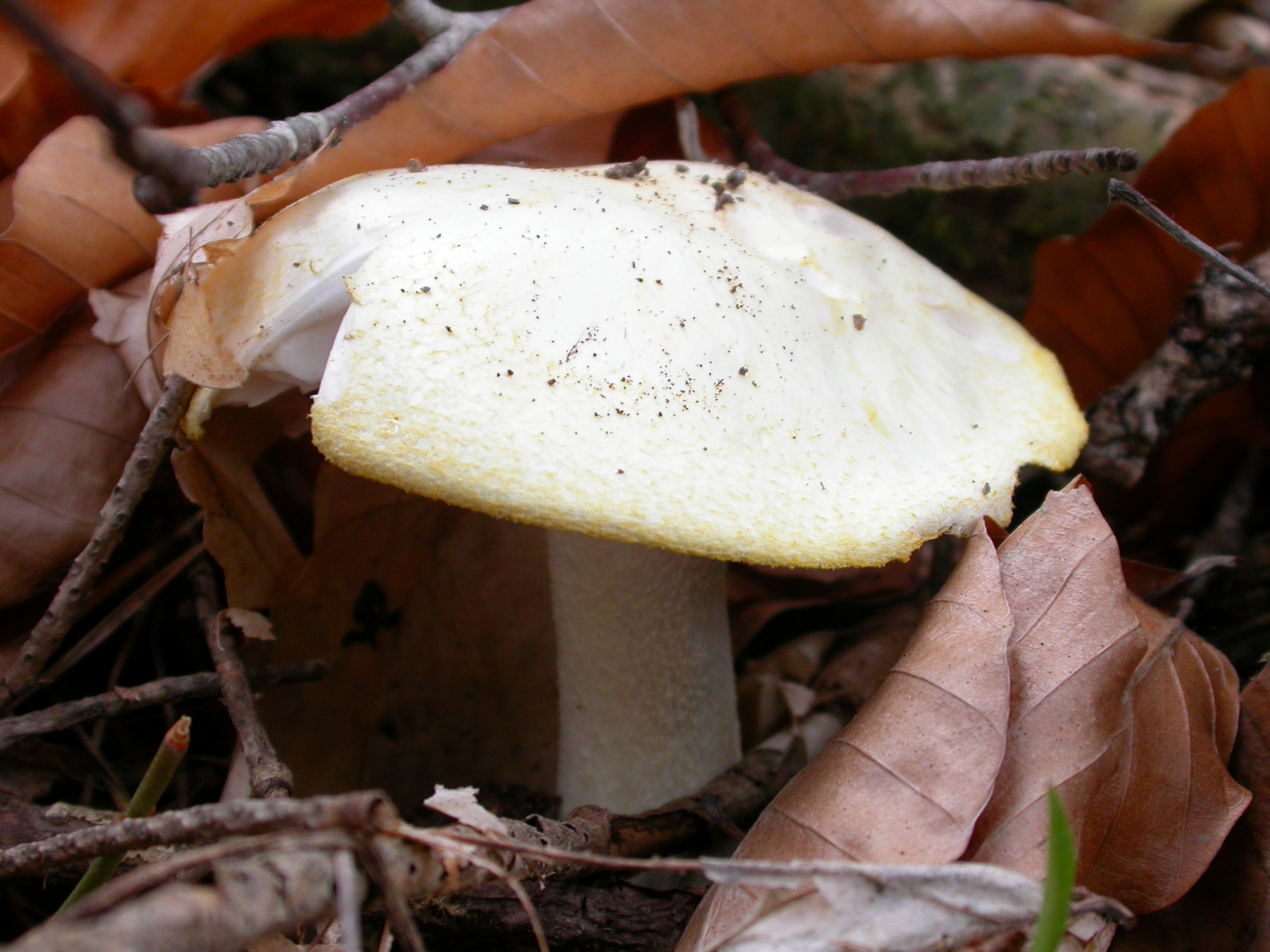 Sarı Kenarlı Mantar - Russula ochroleuca