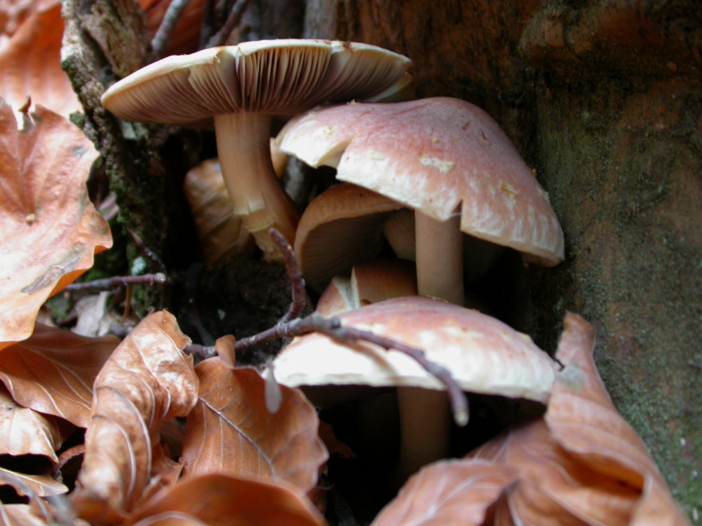 Kükürt Sarısı Külah Mantar - Hypholoma fasciculare