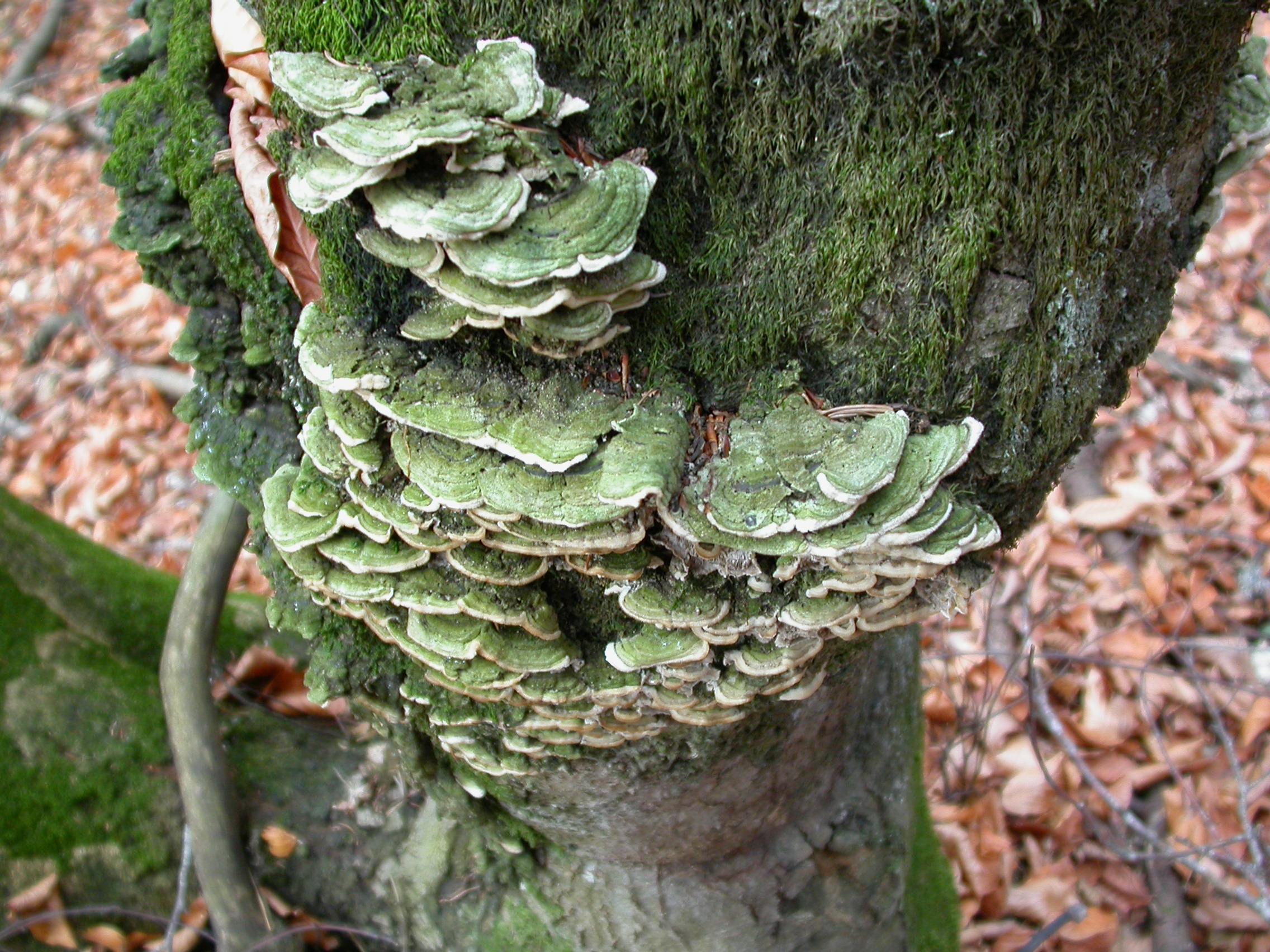 Katkat Mantarı - Trametes versicolor