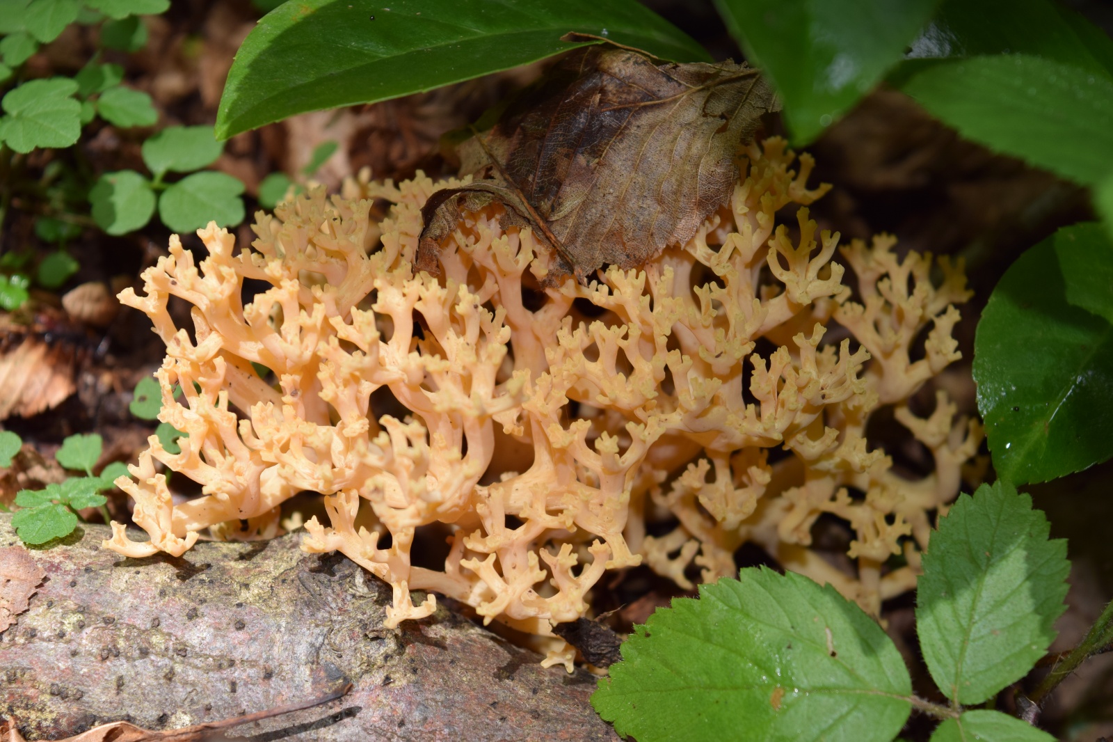 Mercan Mantarı - Ramaria botrytis