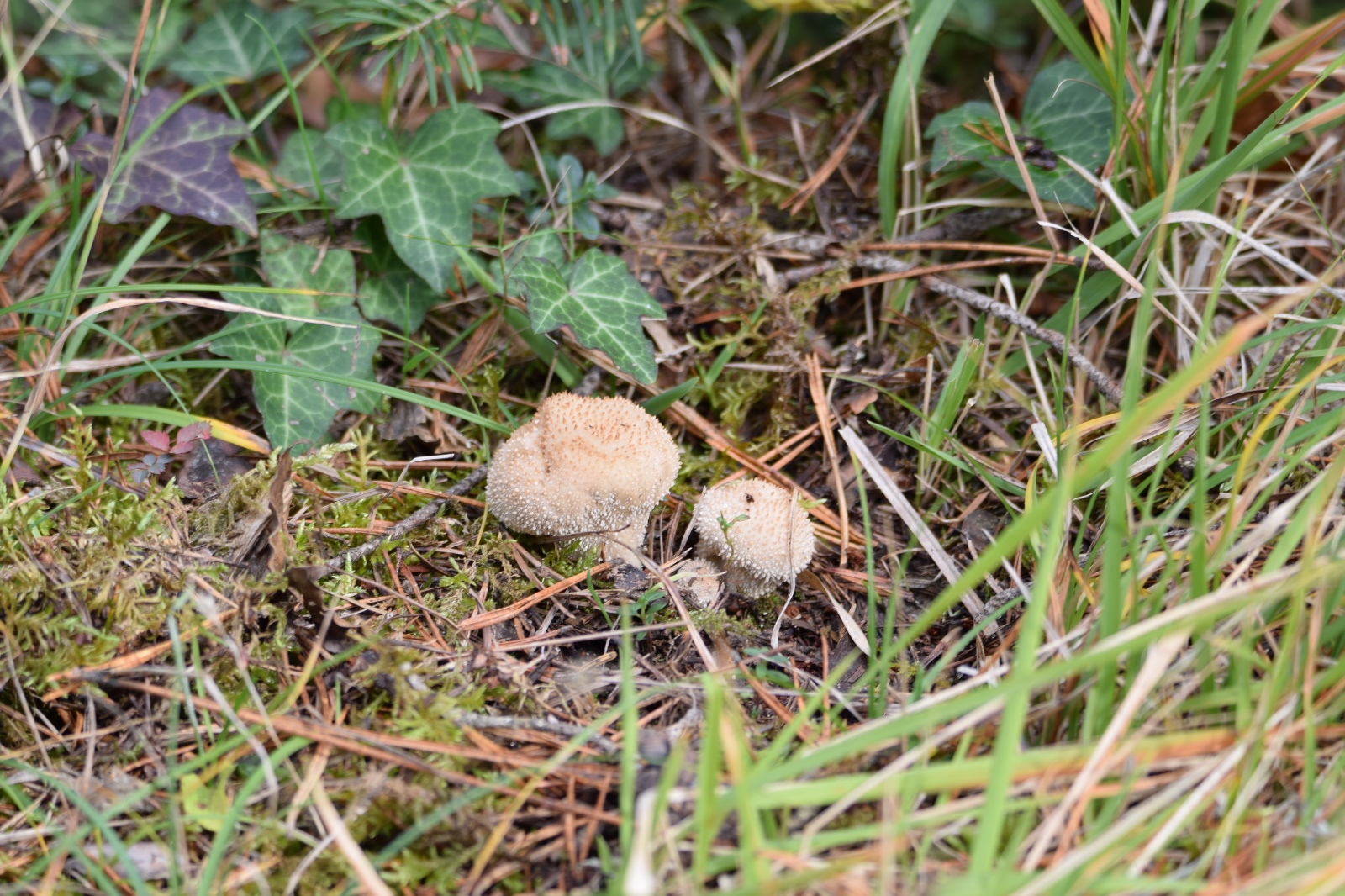 Dikenli Toz Mantarı - Lycoperdon perlatum