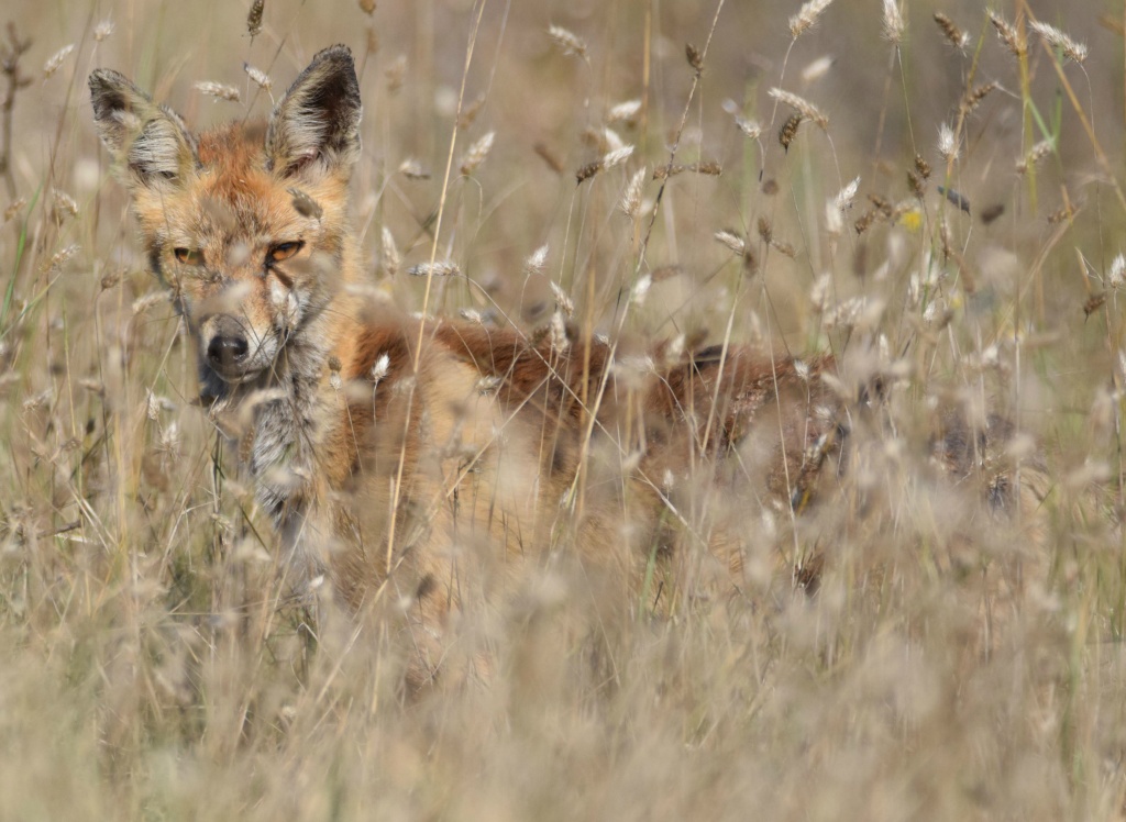 Kızıl Tilki - Vulpes vulpes