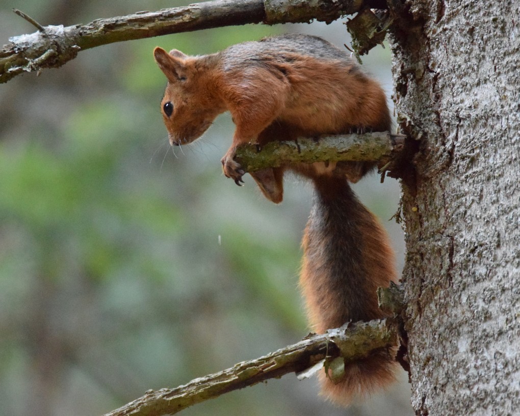 Anadolu Sincabı - Sciurus anomalus